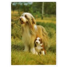 Hunde postkarte collie gebraucht kaufen  Backnang