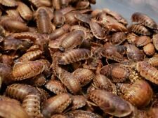 Dubia roaches sizes for sale  MARGATE