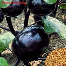 Black round eggplant for sale  Ontario