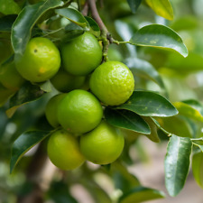 Spanish lime tree for sale  Miami