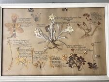 Herbarium antik 1912 gebraucht kaufen  Ettlingen