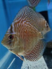 Assorted discus 7cm for sale  HYDE
