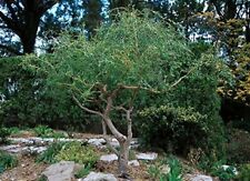 Corkscrew willow trees for sale  Russell