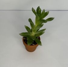 Tiny haworthia cymbiformis for sale  SHEFFIELD