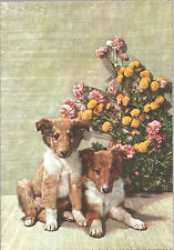 Cartolina postcard cuccioli usato  Roma