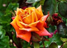 Bush shrub rose for sale  MARCH