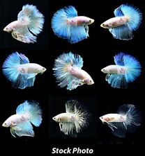 Betta fish sale for sale  Shipping to Ireland