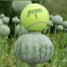 1.000 seeds - The Giant - Papaver Somniferum Giganteum - 0,4 grams, używany na sprzedaż  Wysyłka do Poland