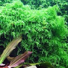 Weeping moss Live Aquarium Plants for Shrimp Fish Nano Tank Terrarium  for sale  HOUNSLOW