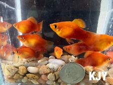 Sunset platys for sale  Crystal River