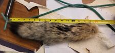 Tanned coyote tail for sale  Lebanon