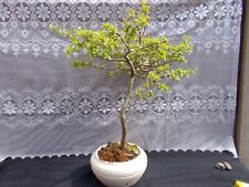 Bonsai tree. hawthorn for sale  BROMSGROVE