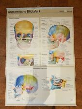 Anatomische bildtafel schädel gebraucht kaufen  Emmendingen