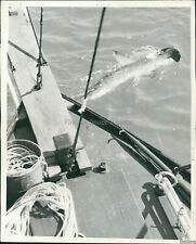 1938 foot shark for sale  Germantown