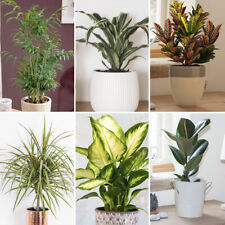 Evergreen house plants for sale  PETERBOROUGH