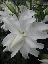 Lilies wedding bulbs for sale  MANCHESTER