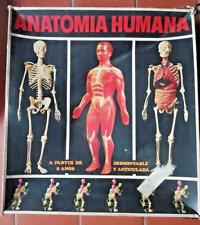Gioco didattico anatomia usato  San Lazzaro Di Savena