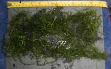 40g java moss for sale  PAISLEY