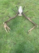 Red stag antlers for sale  LYNTON