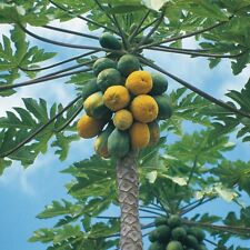 papaya tree for sale  Bradenton