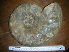 Fossils animal fossils for sale  Shipping to Ireland