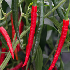 Chilli pepper chiang for sale  LLANDYSUL