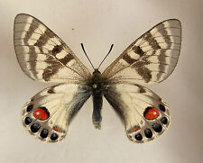 PARNASSIUS CHARLTONIUS DECKERTI*****male Nr.2 ***INDIA for sale  Shipping to South Africa