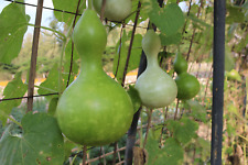 Birdhouse gourd seeds for sale  Easton