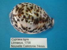 Cypraea tigris coquillage d'occasion  Conty