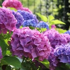 Hydrangea macrophylla bouquet for sale  GLASGOW