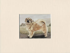 Tibetan spaniel lovely for sale  COLEFORD