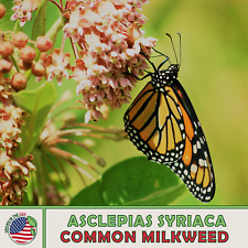 200 common milkweed for sale  Venice