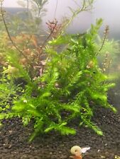 Giant willow moss for sale  Denton