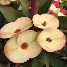 Euphorbia milii thai for sale  Sacramento