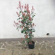 Piante photinia red usato  Merate