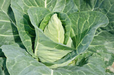 Pointed cabbage plug for sale  PRESTON