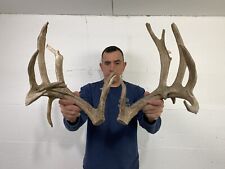 190 set whitetail for sale  Delphos