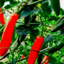 Serrano hot pepper for sale  Minneapolis