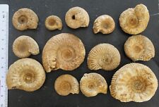 Ammonites bajocien normandie d'occasion  Moyon