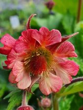 Geum tempo rose for sale  STOKE-ON-TRENT