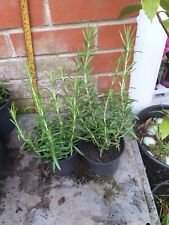 rosemary plant for sale  SOUTHAMPTON