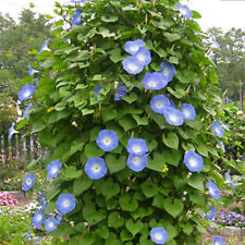 Ipomoea blue morning for sale  WARRINGTON