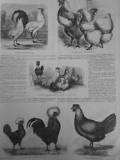 1863 coq poule d'occasion  Saint-Etienne