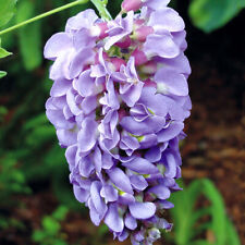 Wisteria amethyst falls for sale  PETERBOROUGH