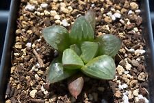 Succulent haworthia silver for sale  Albrightsville