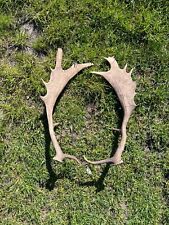Fallow Deer Antler Pair, Antler Set For Taxidermy, Deer Shed  for sale  Shipping to South Africa