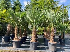 Palme trachycarpus fortunei gebraucht kaufen  Versand nach Germany