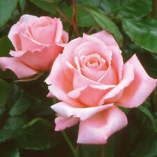 Pink floribunda rose for sale  DONCASTER