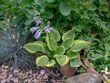 Hosta funkie golden gebraucht kaufen  Söhlde