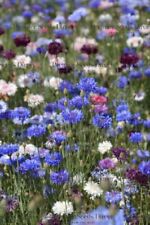 Organic flower cornflower for sale  SALISBURY